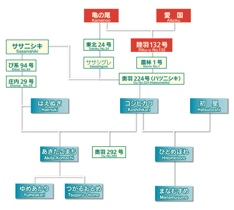 米の系譜図