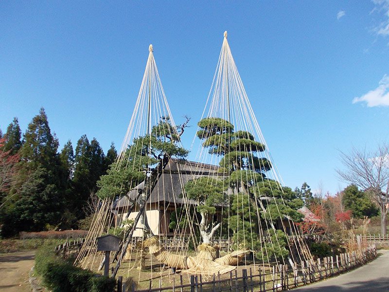 湯田河の松