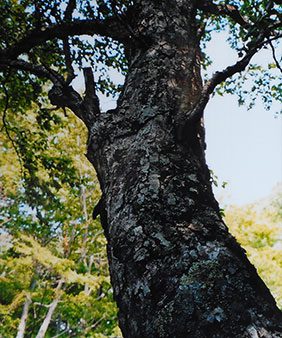 オノオレの木の写真