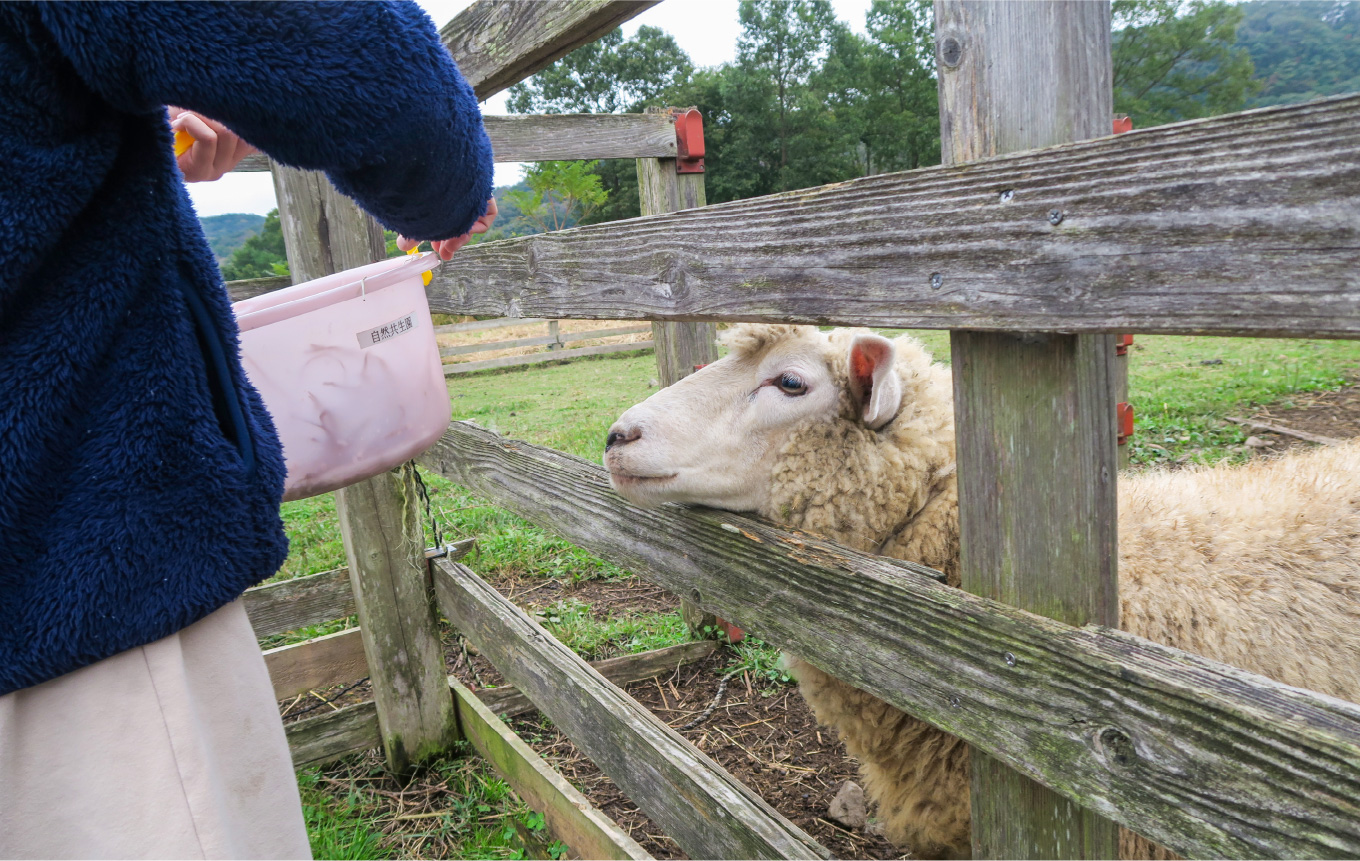 ヤギ・ヒツジふれあい体験