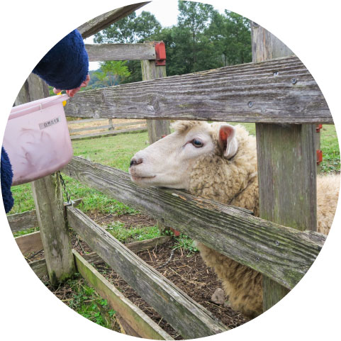 ヤギ・ヒツジふれあい体験