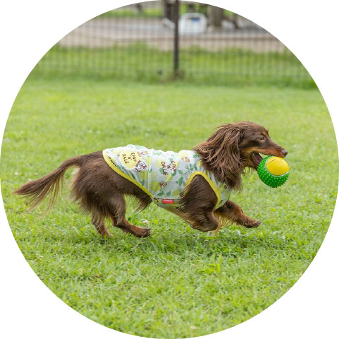 森のドッグラン