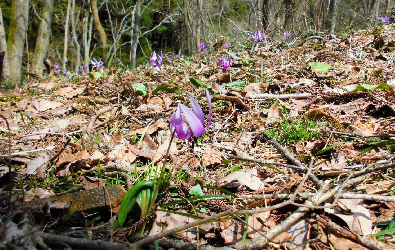 カタクリの里