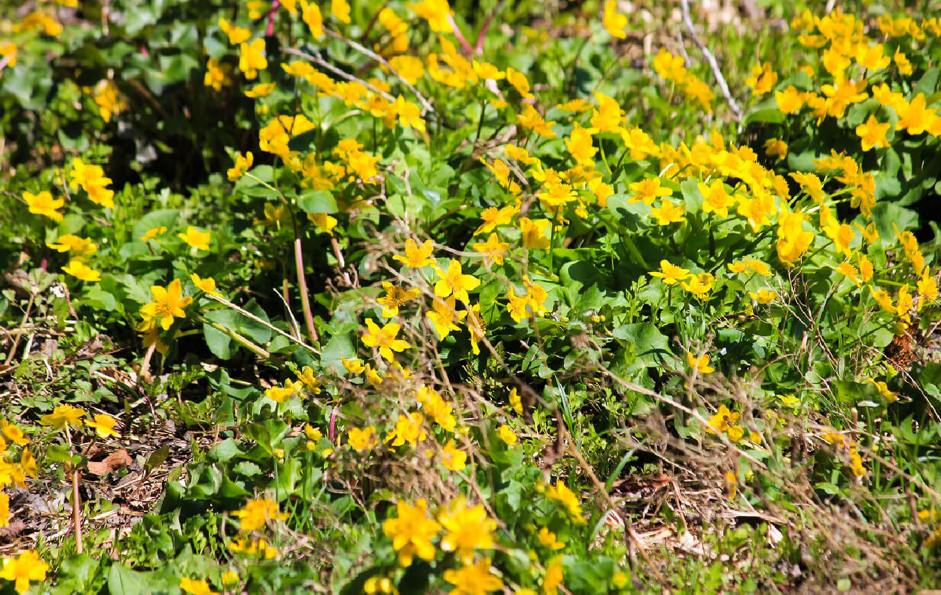 リュウキンカの谷