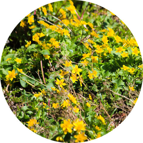 リュウキンカの谷