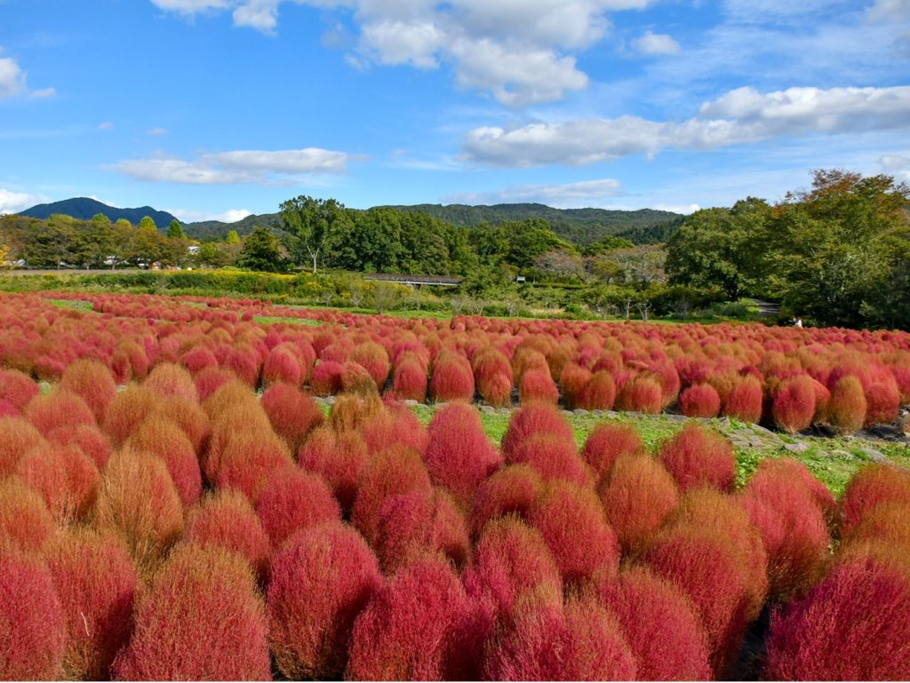 コキア 紅葉10/21撮影
