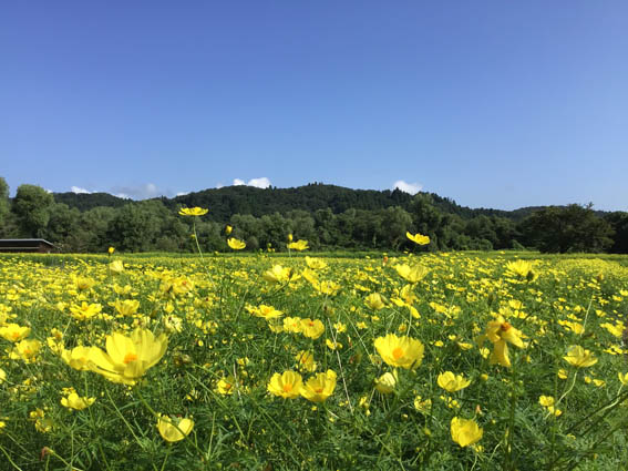 キバナコスモスお花摘み体験 イメージ画像1