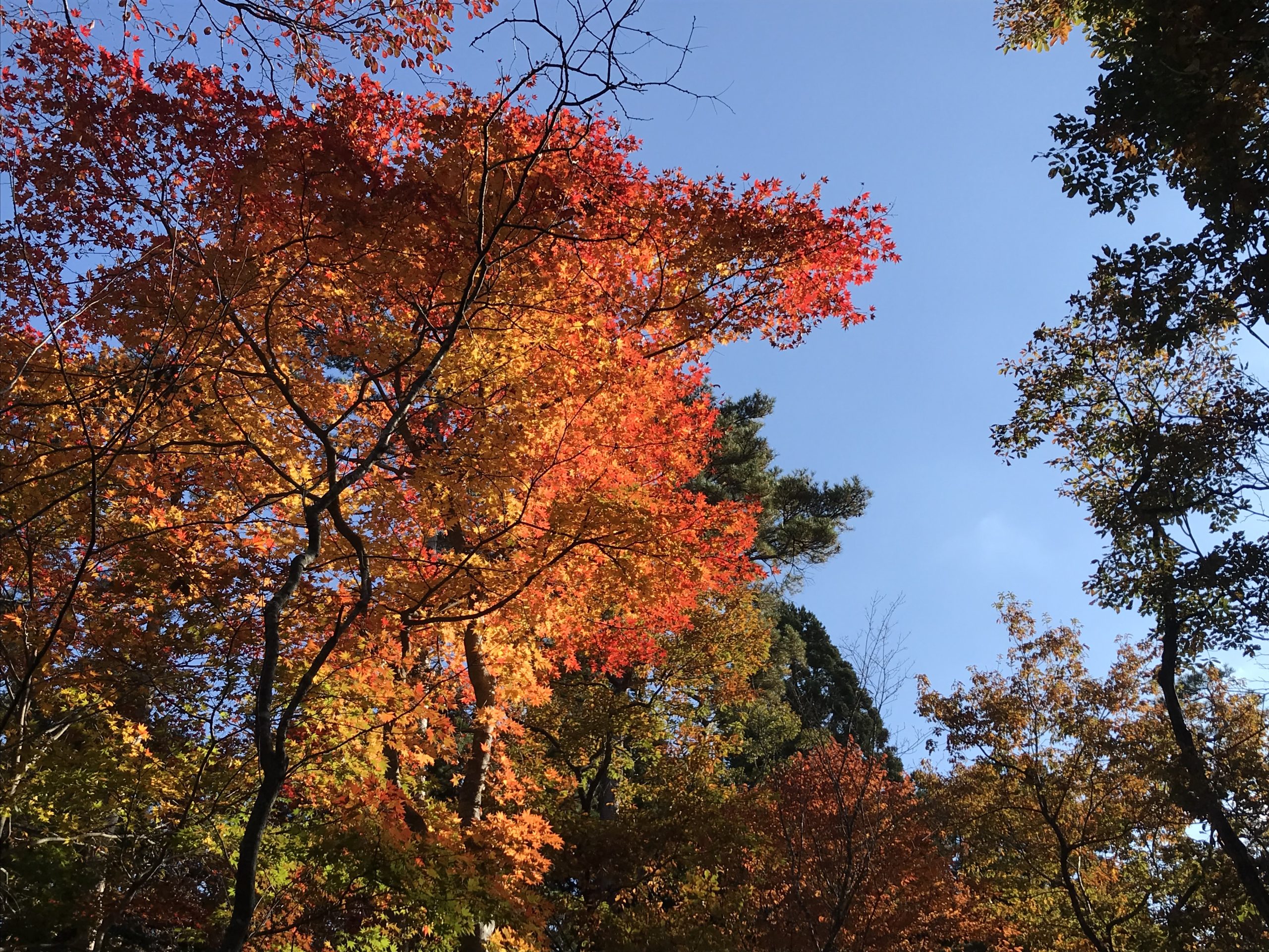 ※中止》秋の里山「紅葉する木の観察会」 イメージ画像1