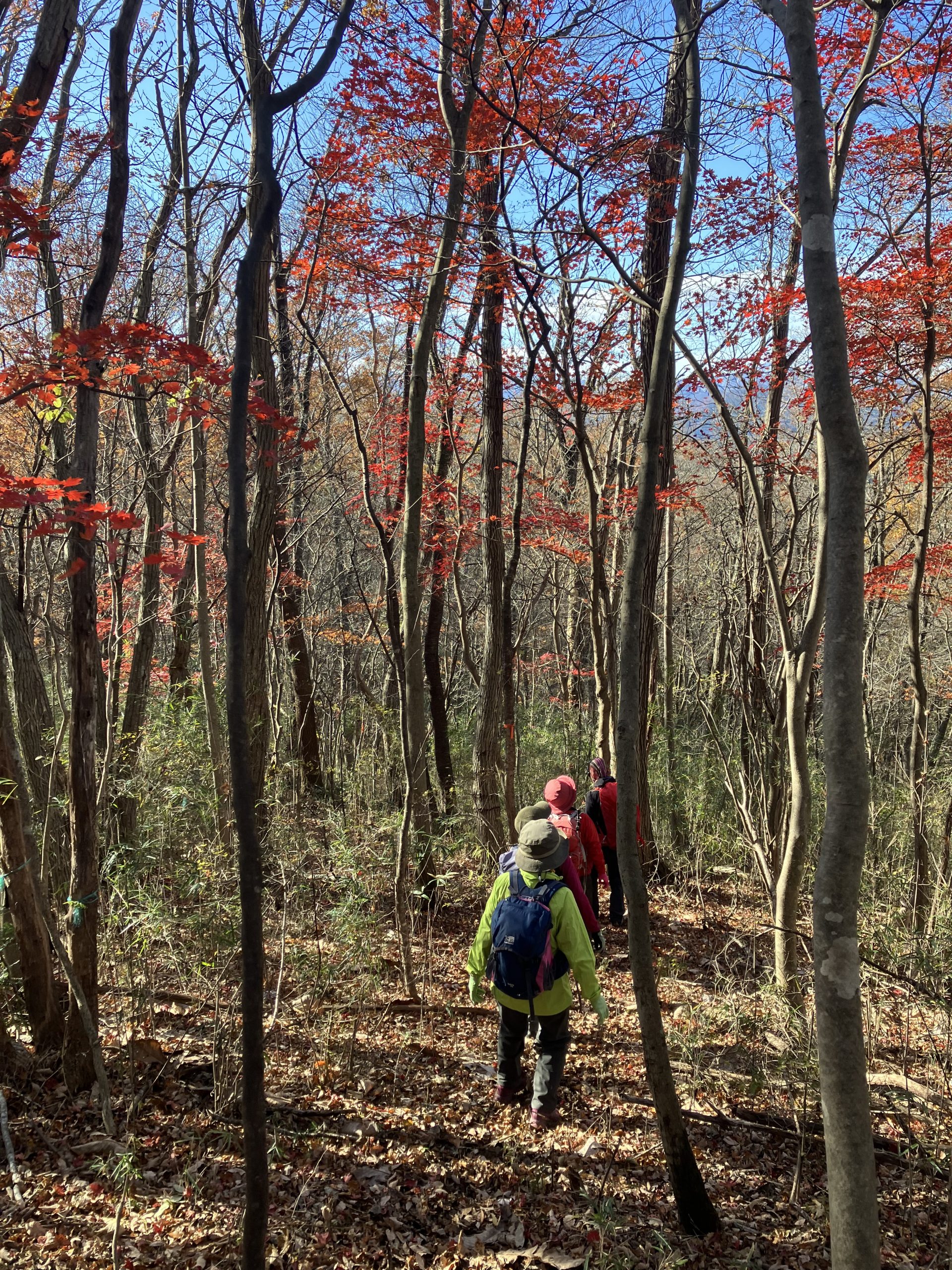 登山ガイドと登る紅葉の小母衣山 イメージ画像2