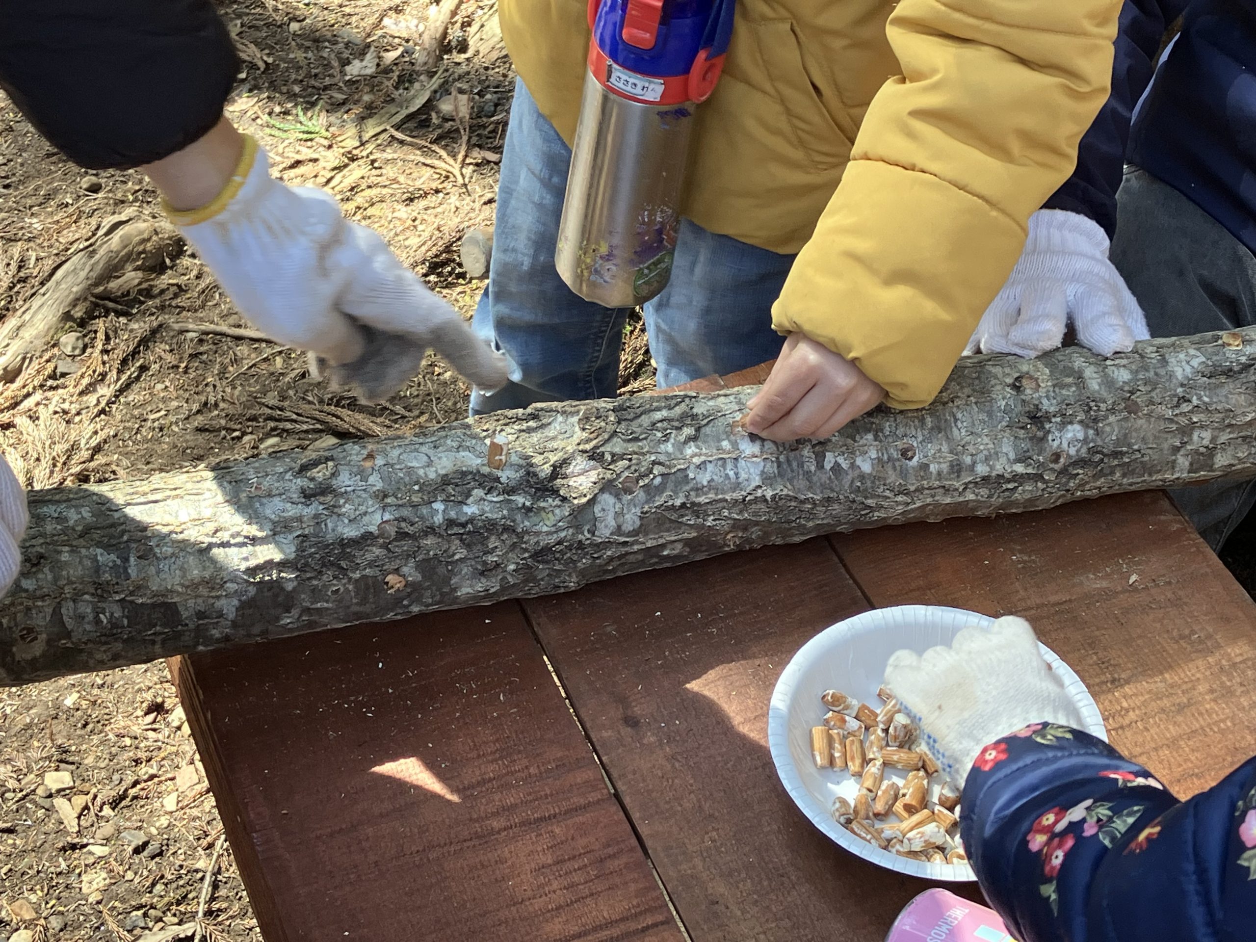 森の楽校　キノコの駒打ち体験＆キノコ料理を食べよう！ イメージ画像1