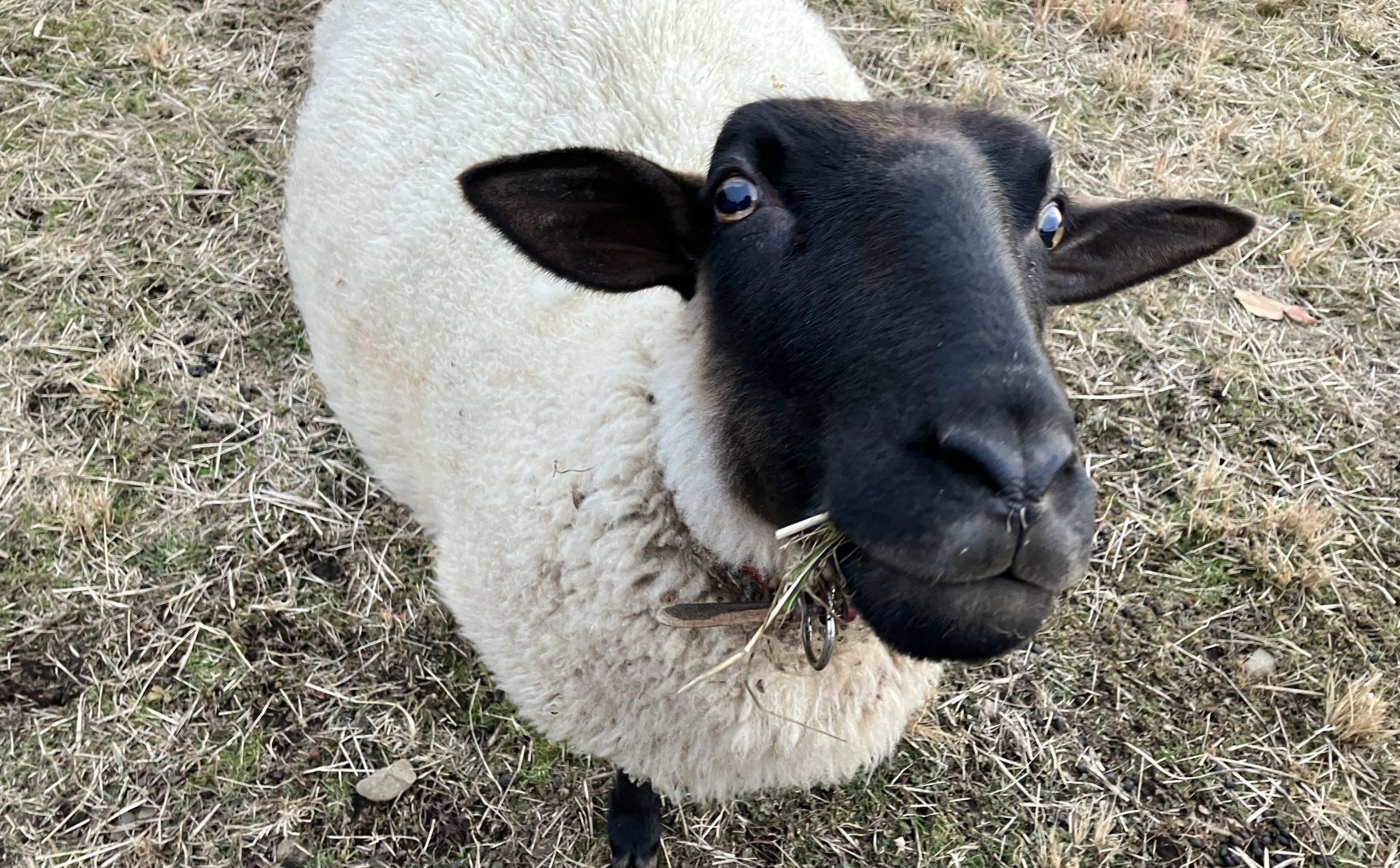ヤギ・ヒツジとふれあおう！ イメージ画像1