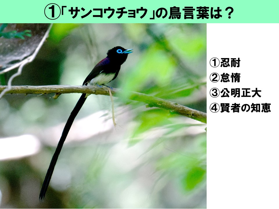里山 夏のクイズラリー　鳥言葉クイズ イメージ画像1