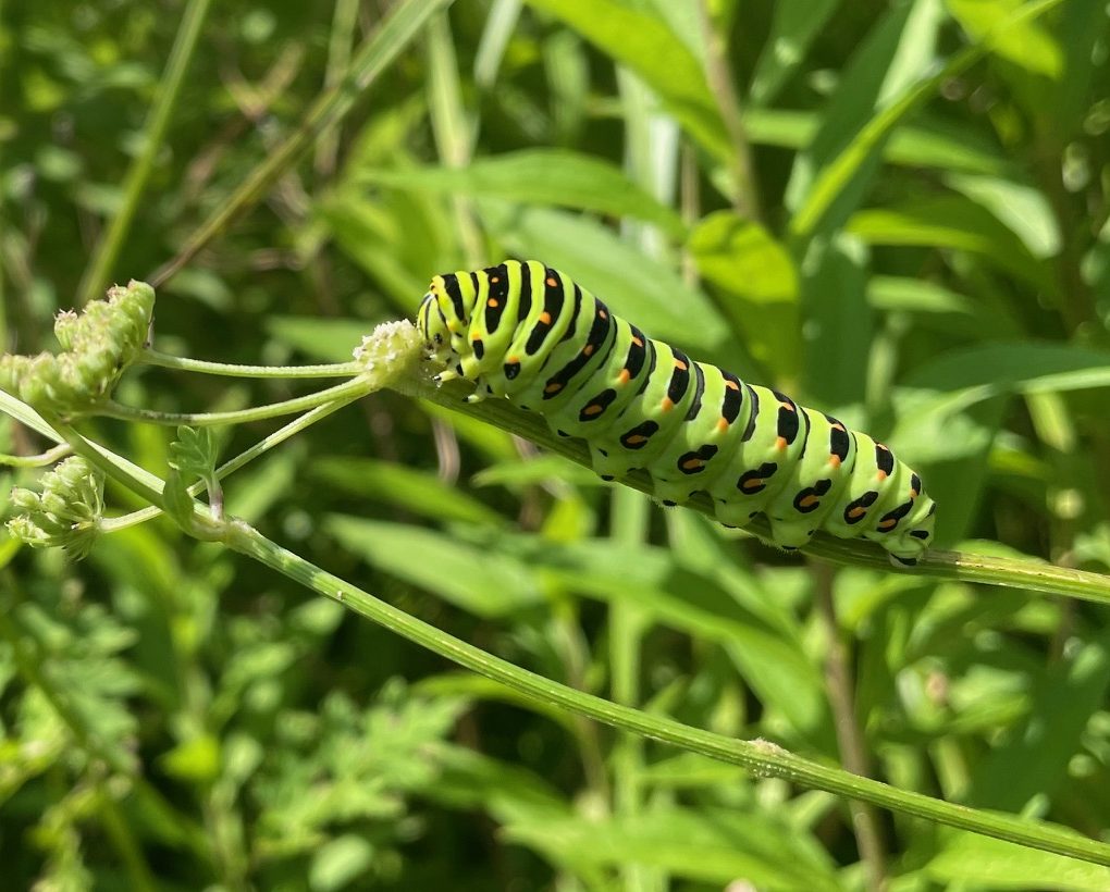 カヌカの自然学校「虫を探そう」 イメージ画像1