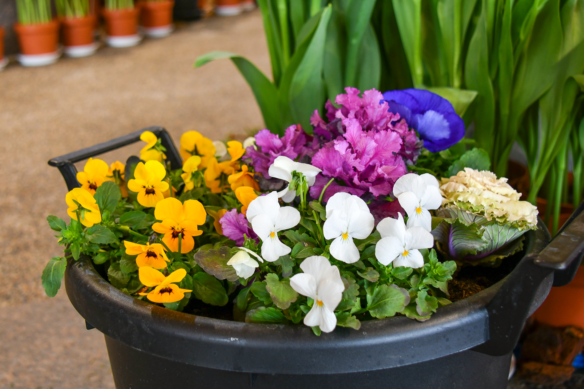 みちのくPARKプチボラ体験（お花の寄せ植え） イメージ画像1