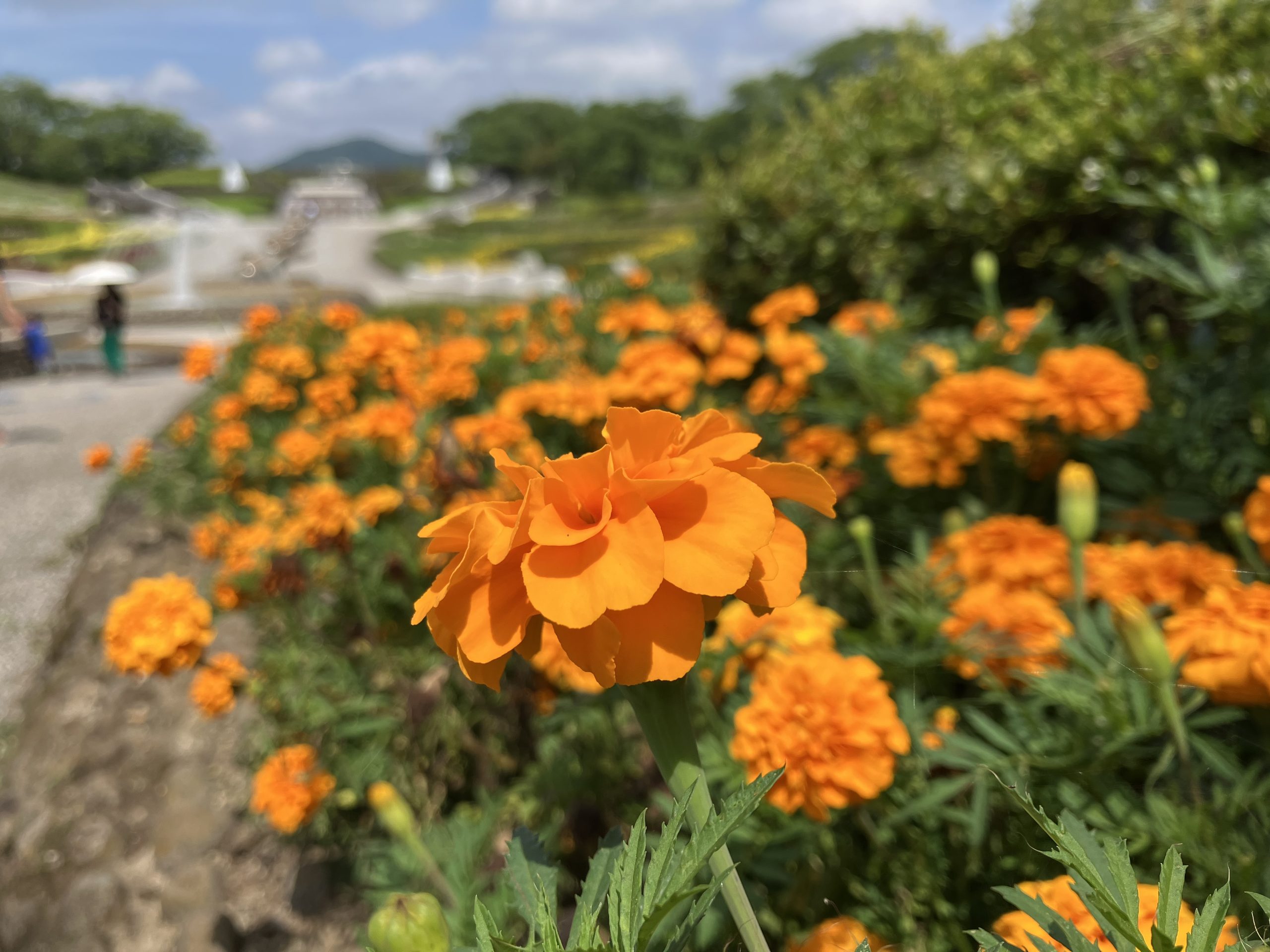 みちのくPARKプチボラ体験 イメージ画像1