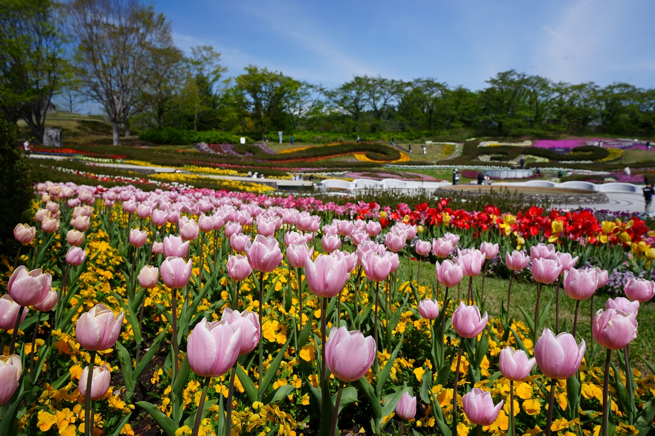 みちのくPARKプチボラ体験(チューリップの球根植え) イメージ画像1