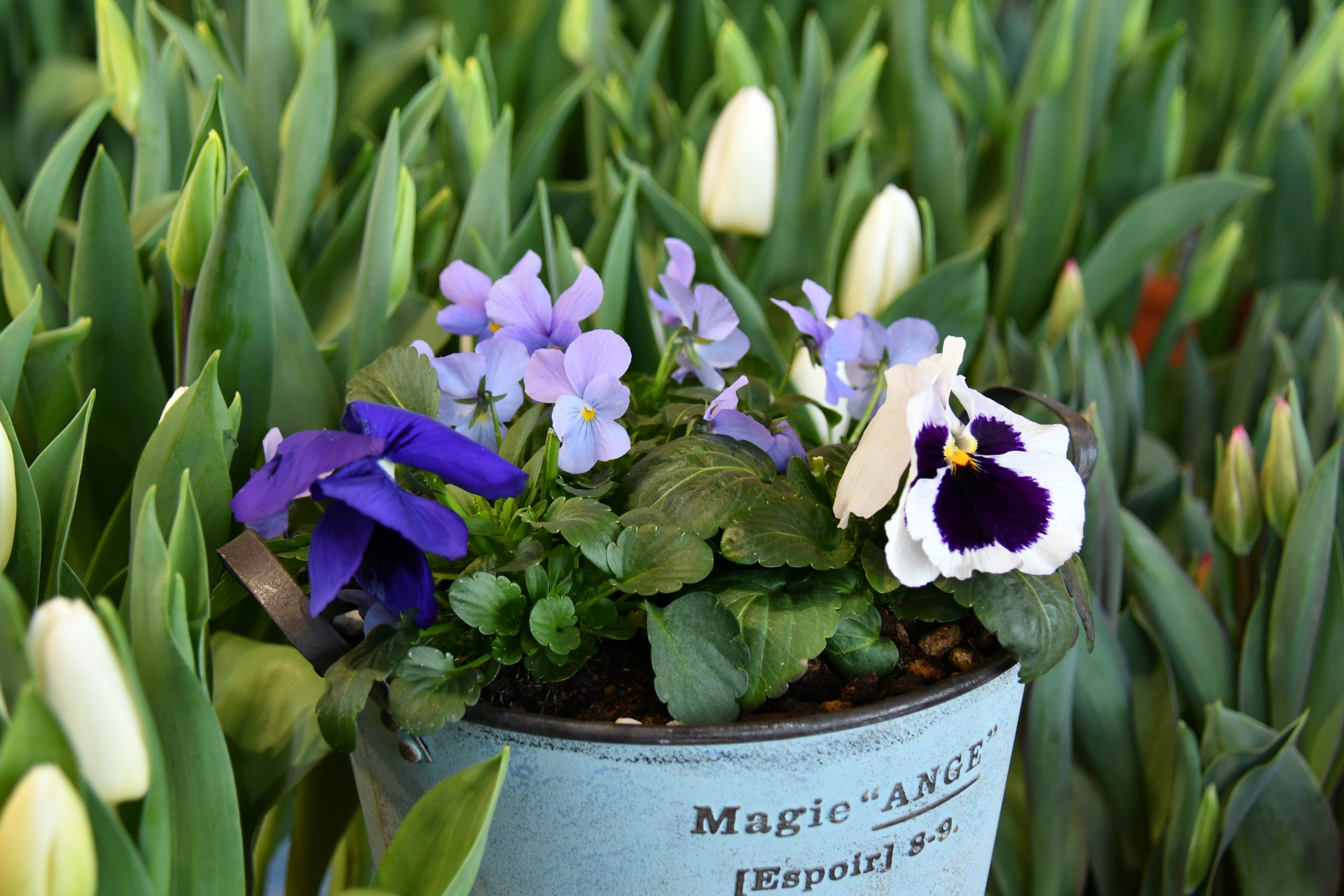 みちのくPARKプチボラ体験（お花の寄せ植え） イメージ画像2