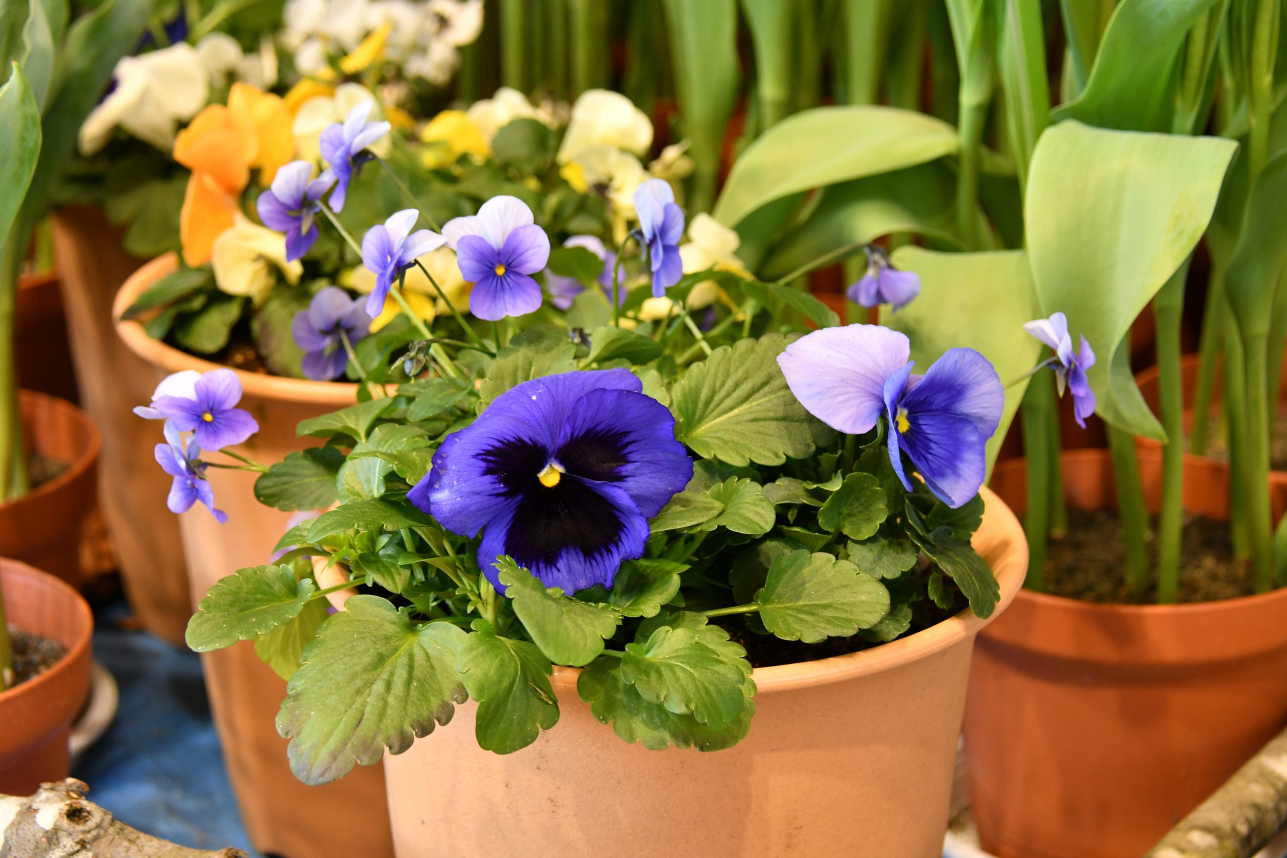 みちのくPARKプチボラ体験（お花の寄せ植え） イメージ画像3