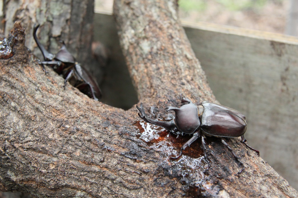 カブトムシ＆クワガタコーナー イメージ画像1