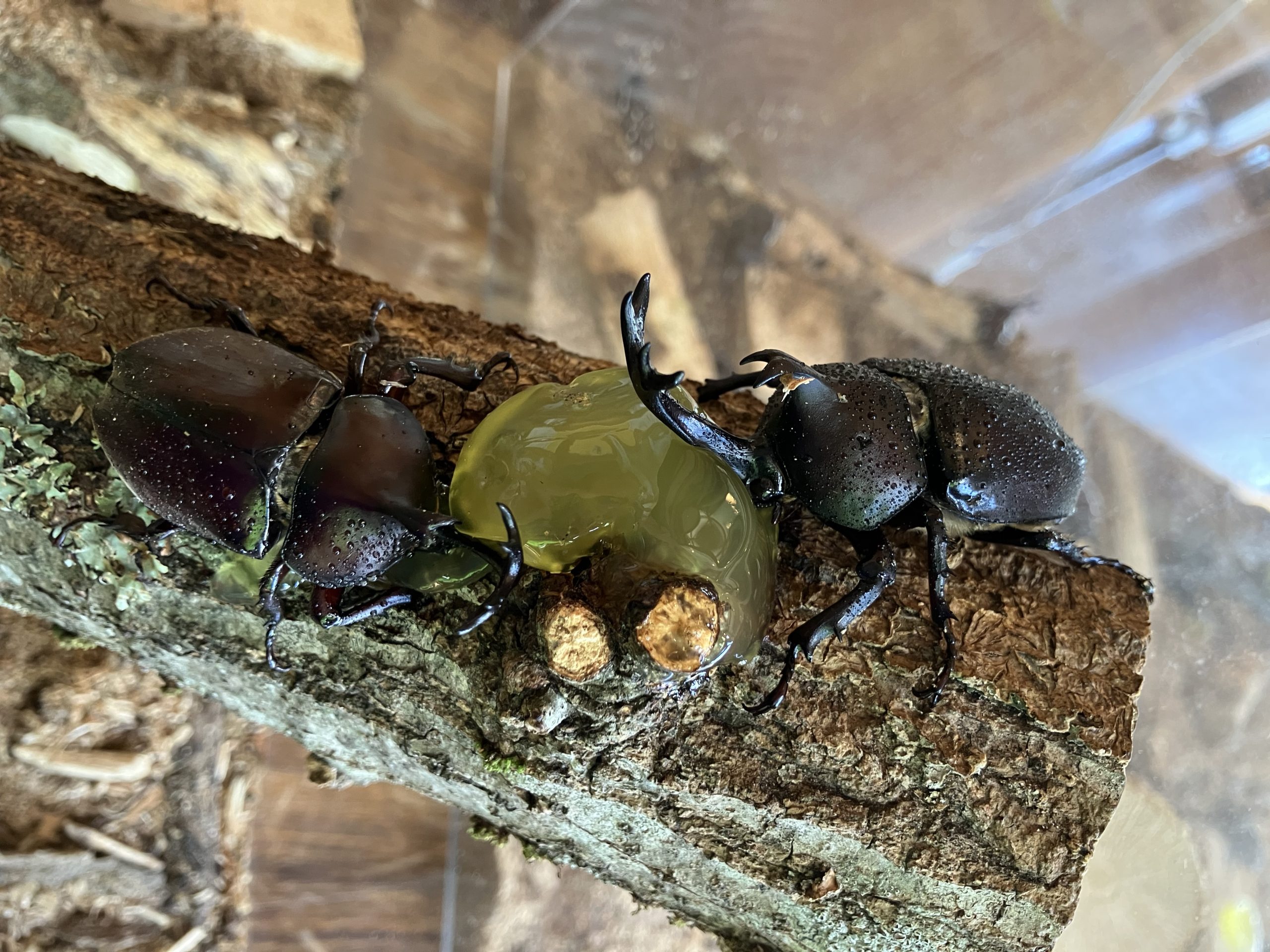 カブトムシプレゼント! イメージ画像1