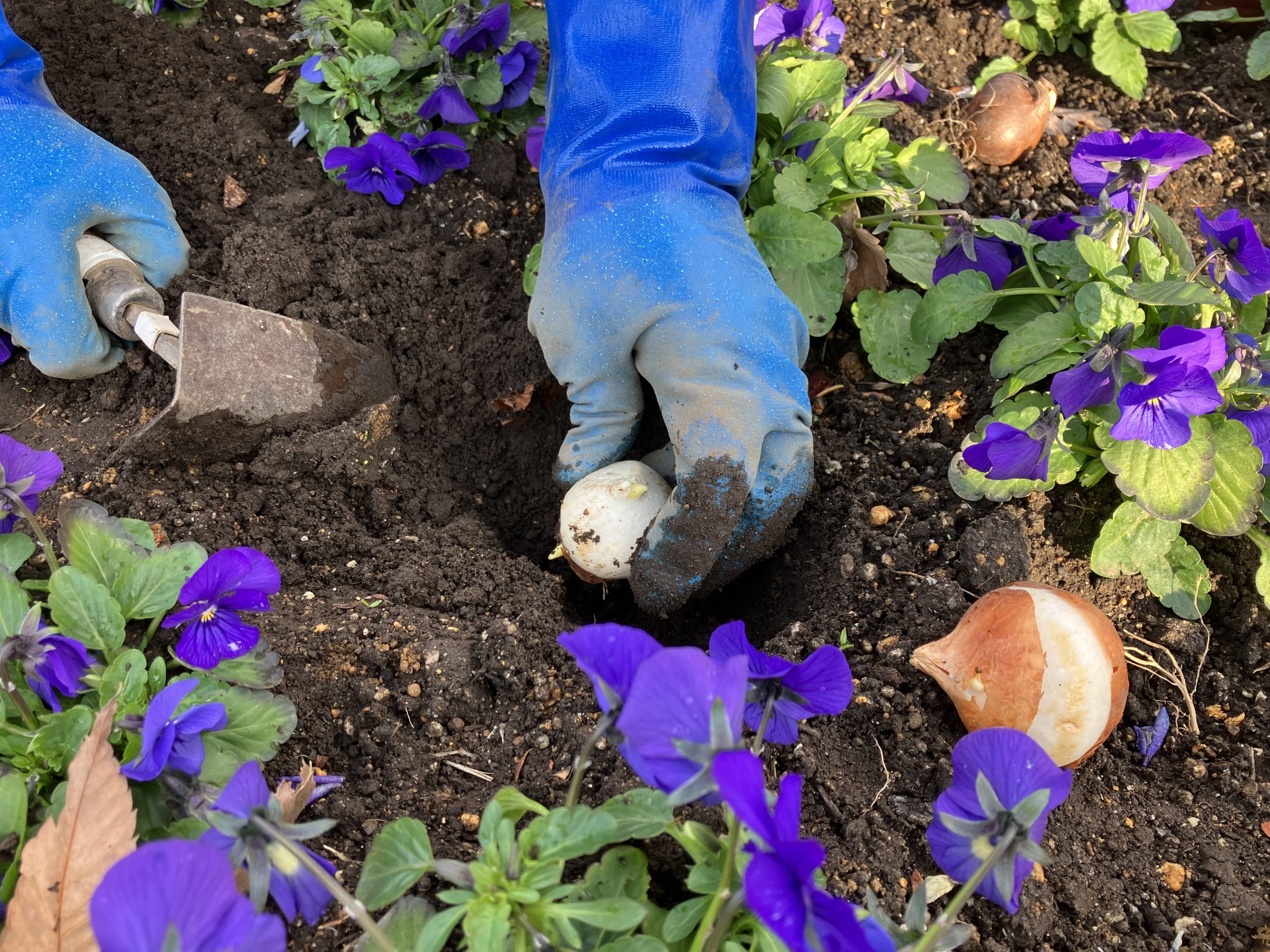 みちのくPARKプチボラ体験(チューリップの球根植え) イメージ画像2