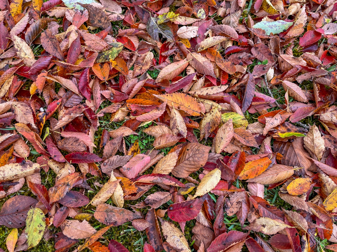 みちのくPARKプチボラ体験（落ち葉拾い） イメージ画像1