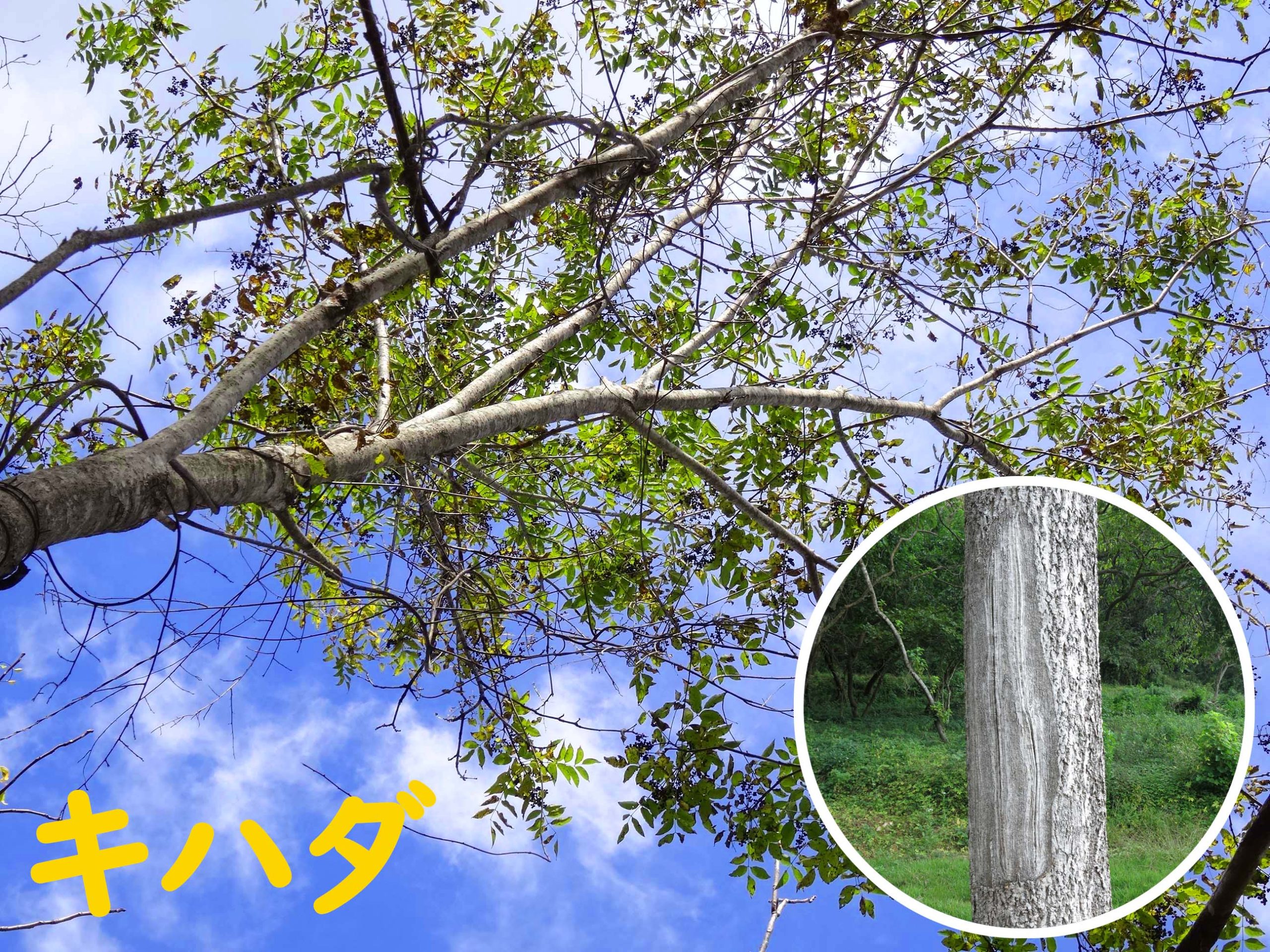 キハダの森づくり～里の暮らしを支えた木～ イメージ画像1