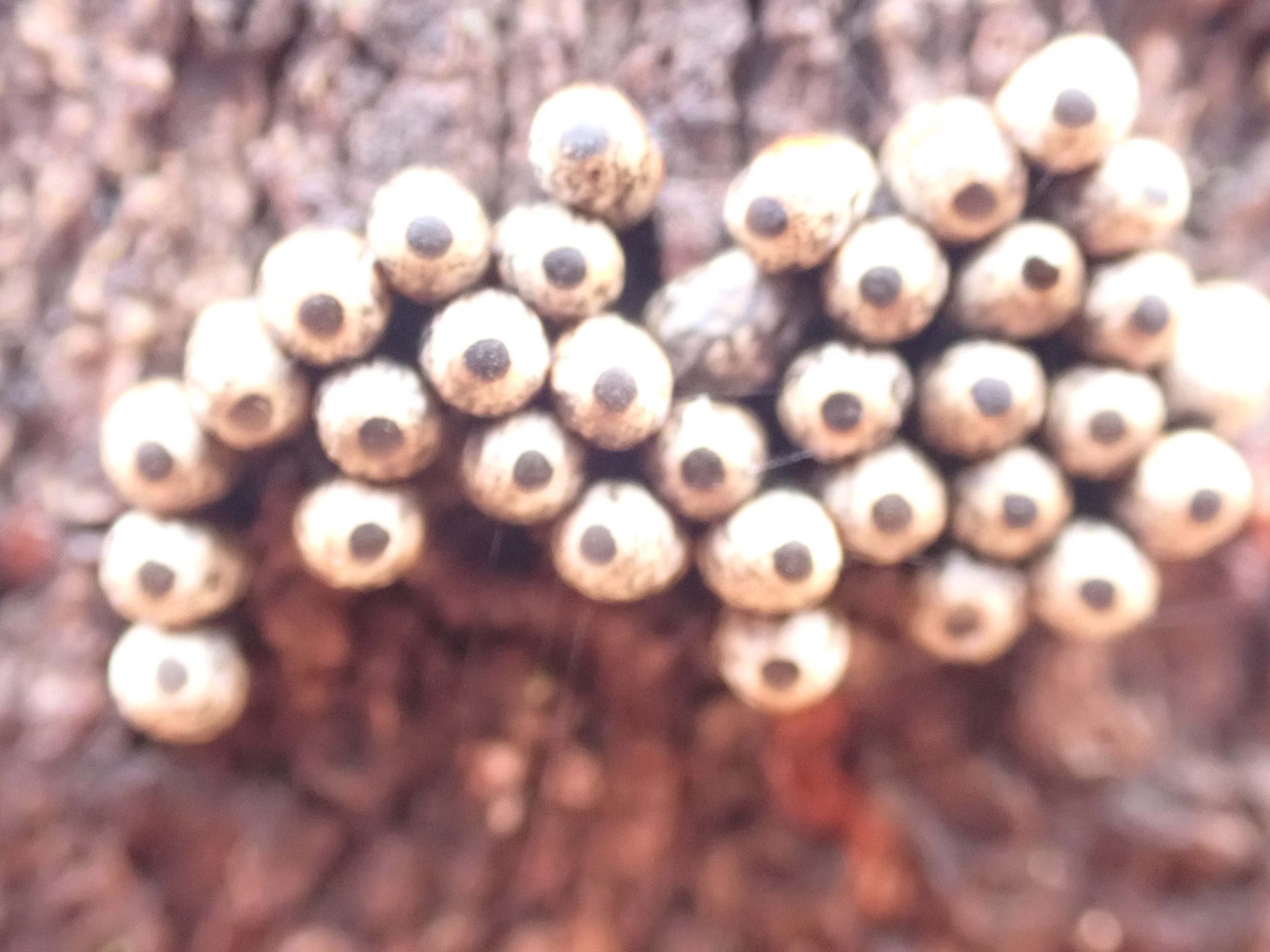 秋の生き物観察会 イメージ画像3