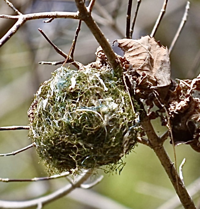 秋の生き物観察会 イメージ画像1