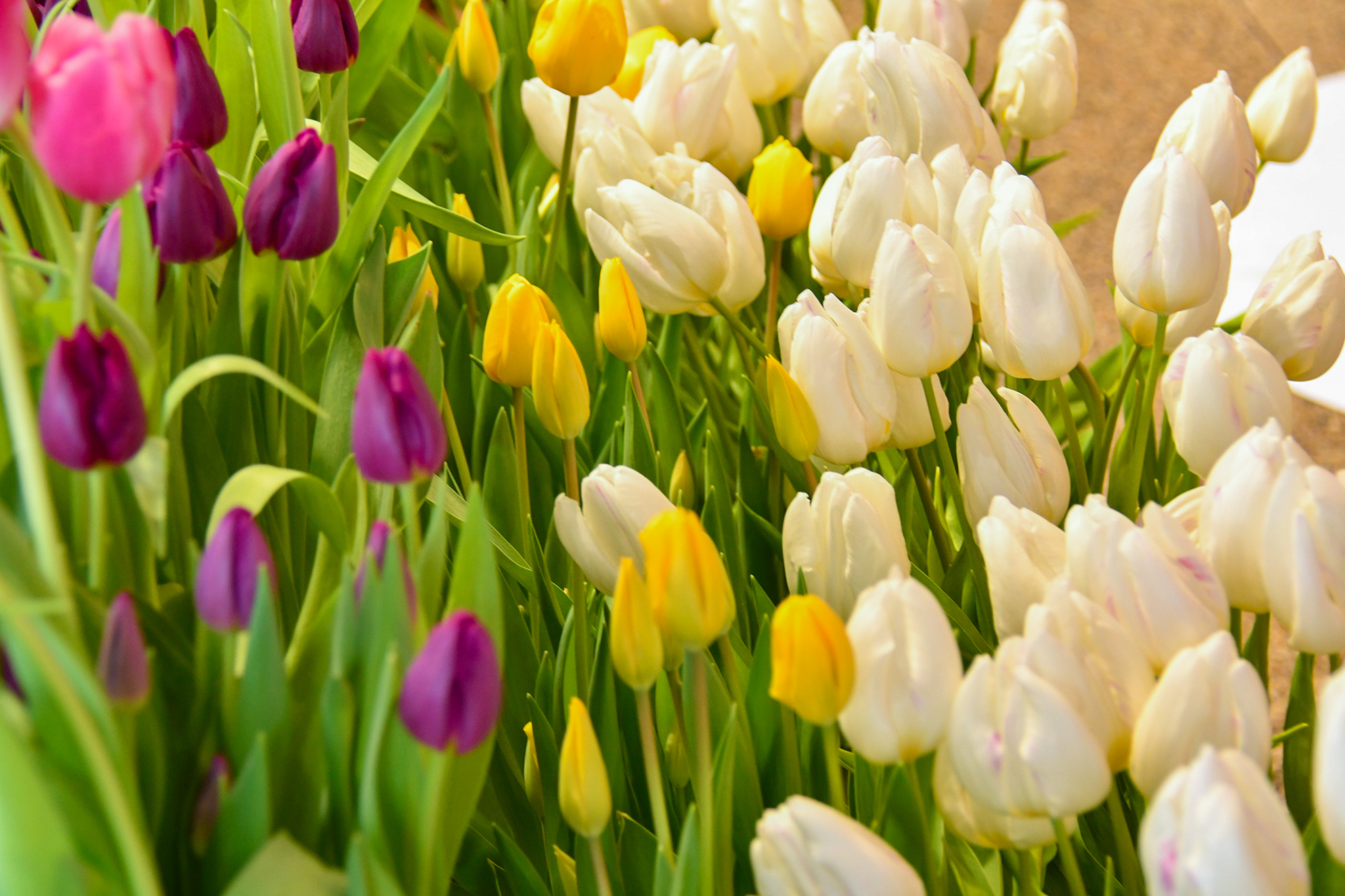 インドアガーデン（2026年） イメージ画像4