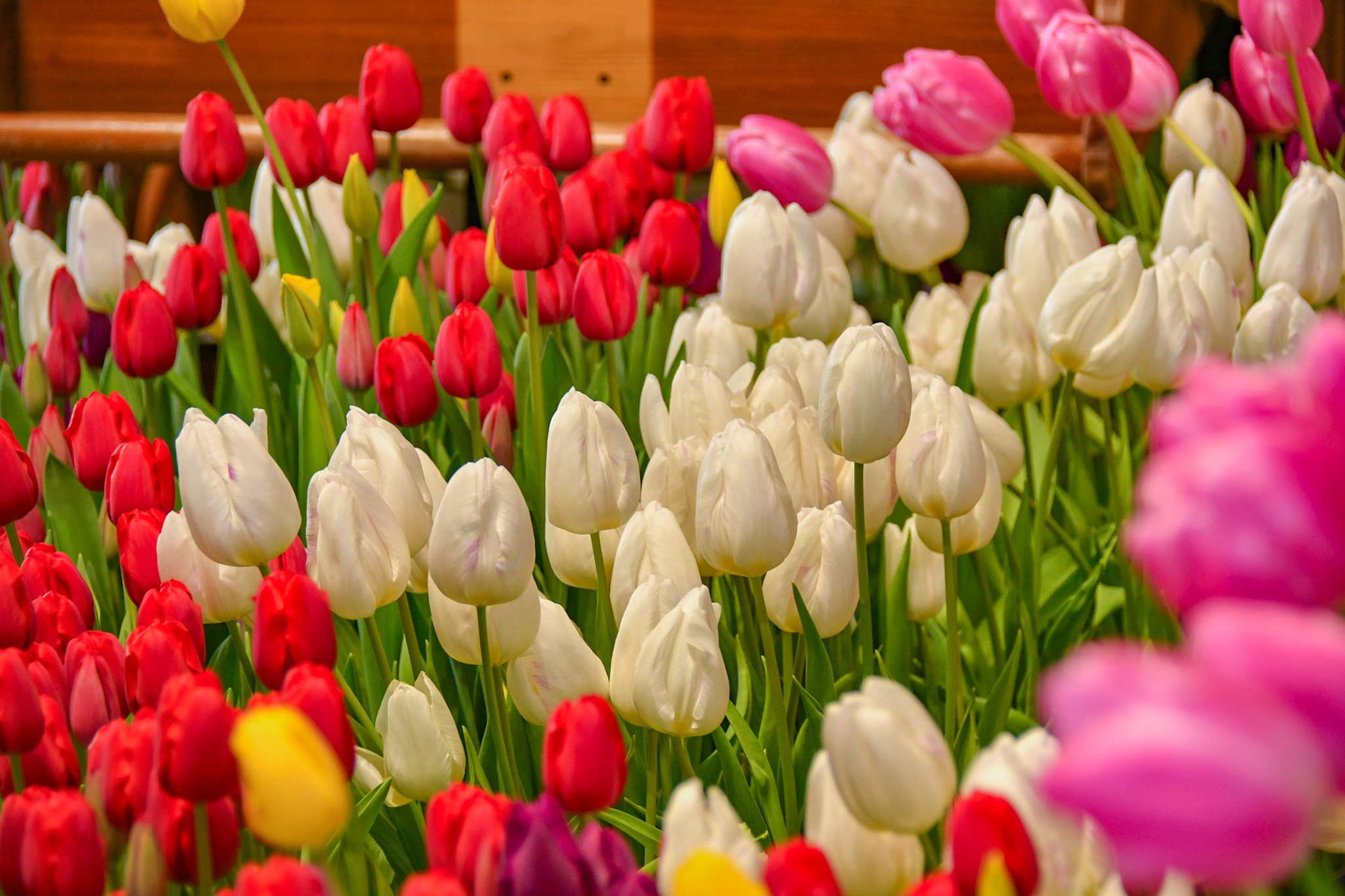 インドアガーデン（2026年） イメージ画像2