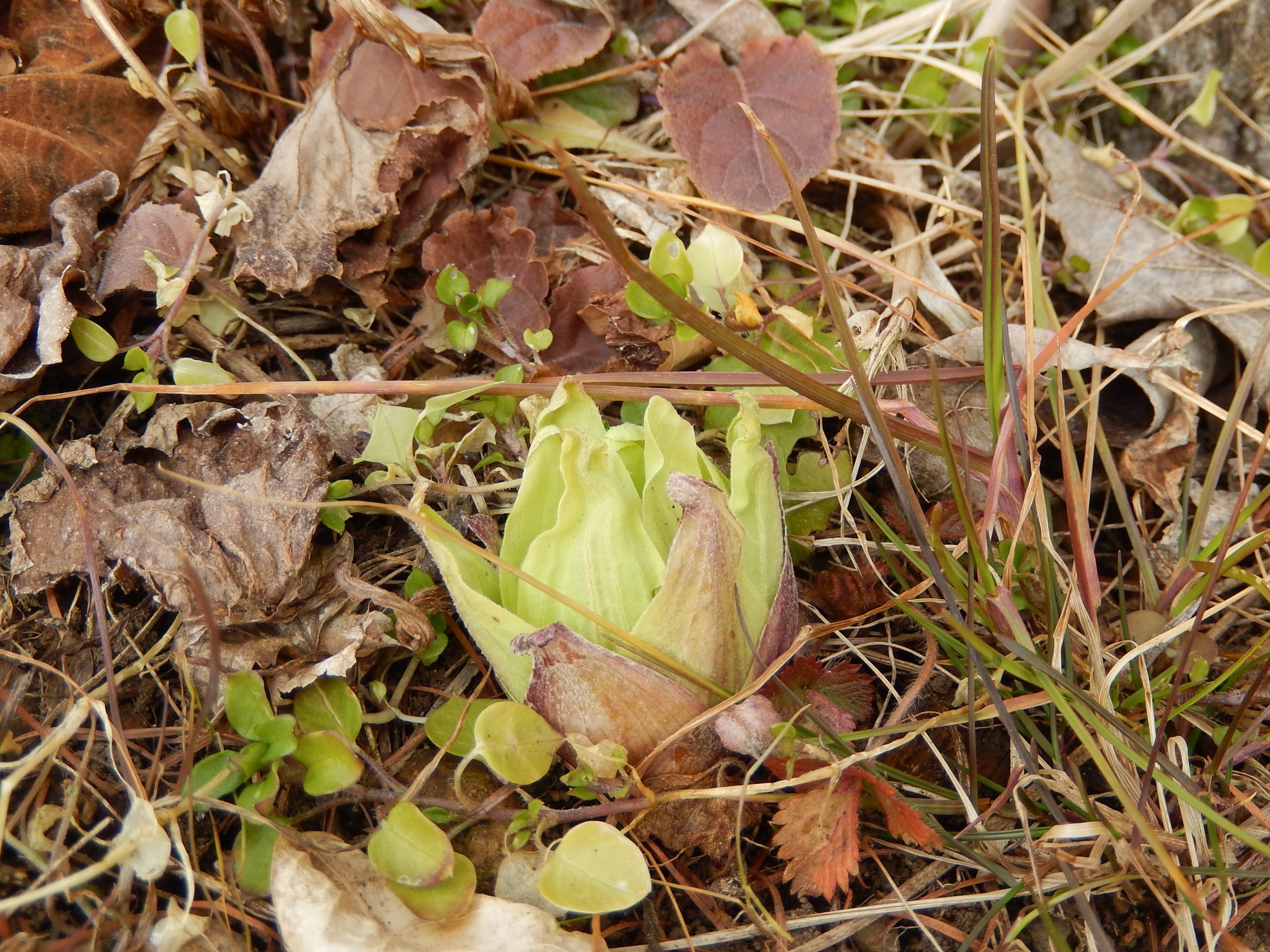 春の里山自然観察 イメージ画像1
