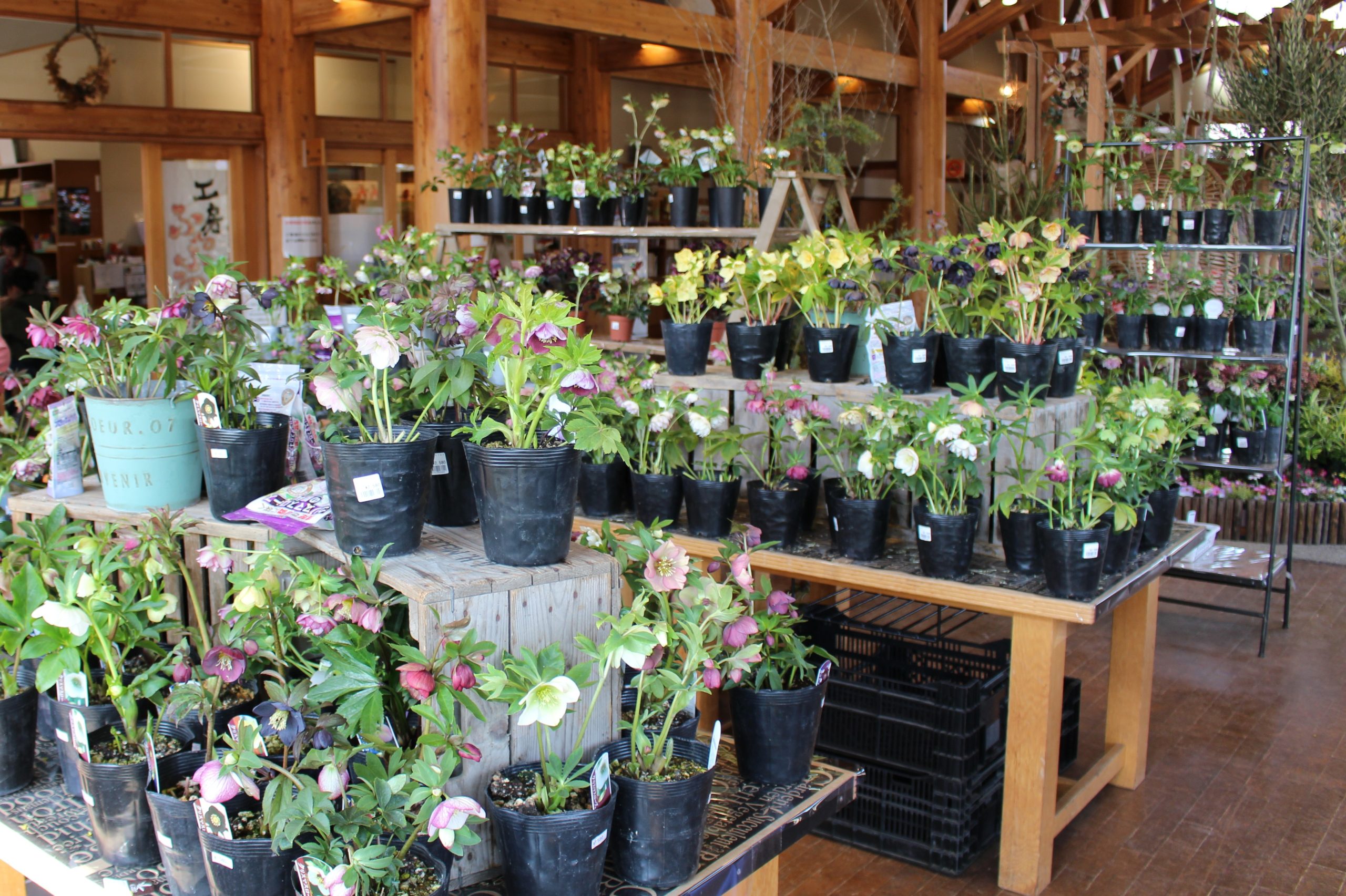 クリスマスローズショップ イメージ画像1