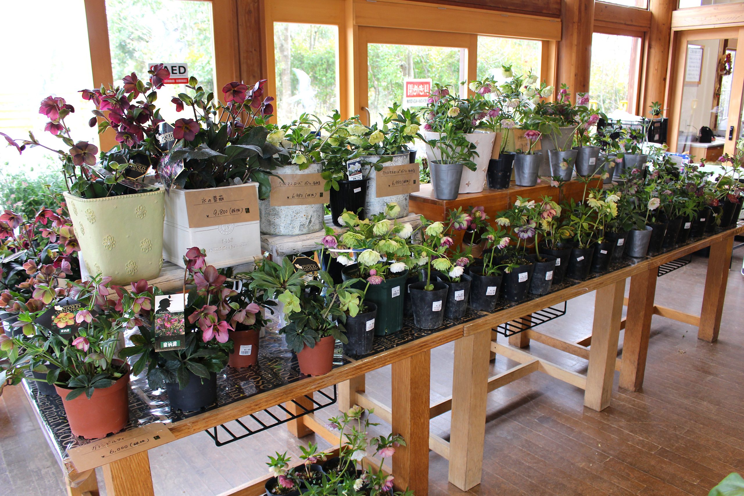 クリスマスローズショップ イメージ画像2