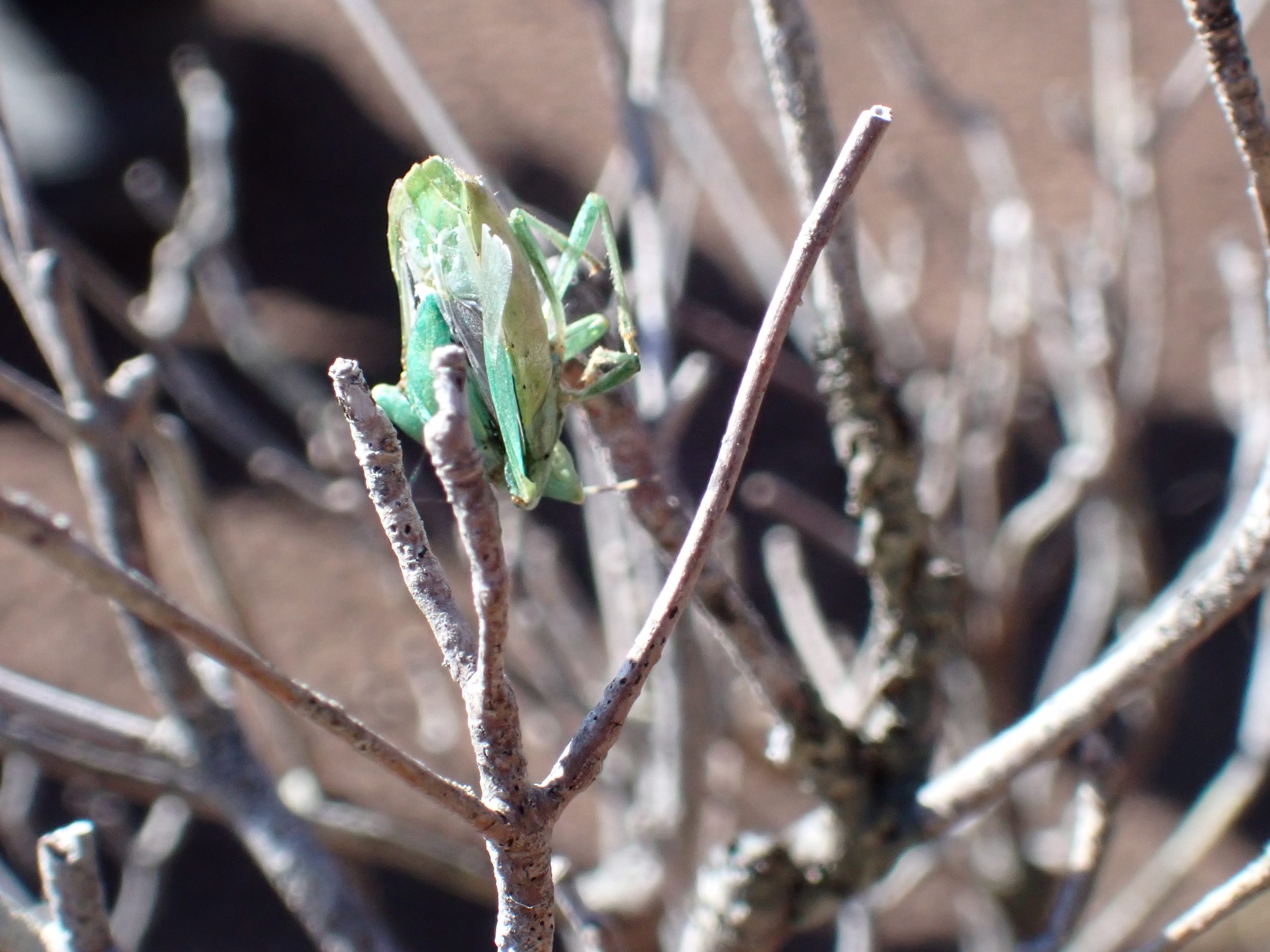 早春の里山自然観察 イメージ画像1