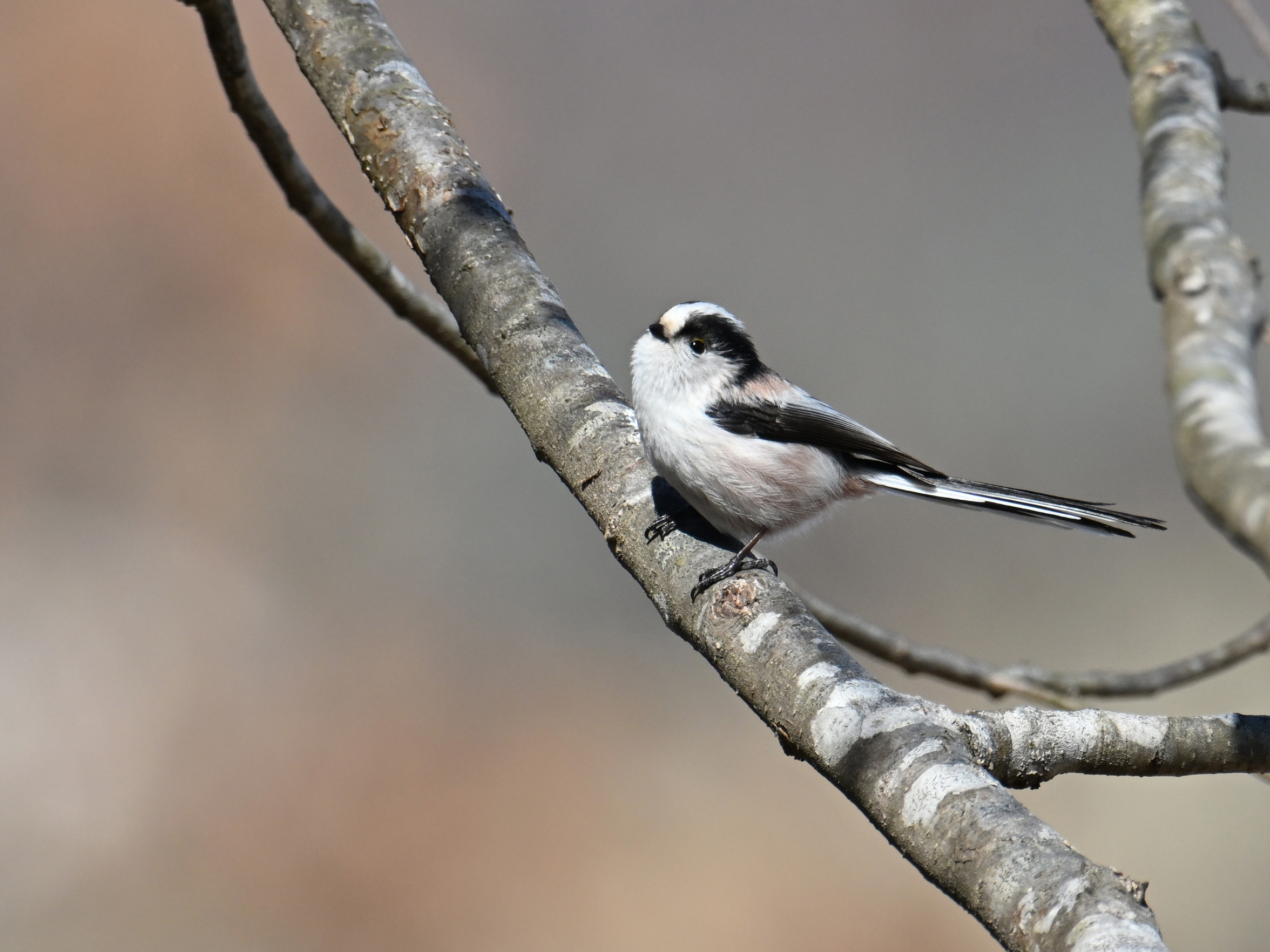 春の里山自然観察 イメージ画像2