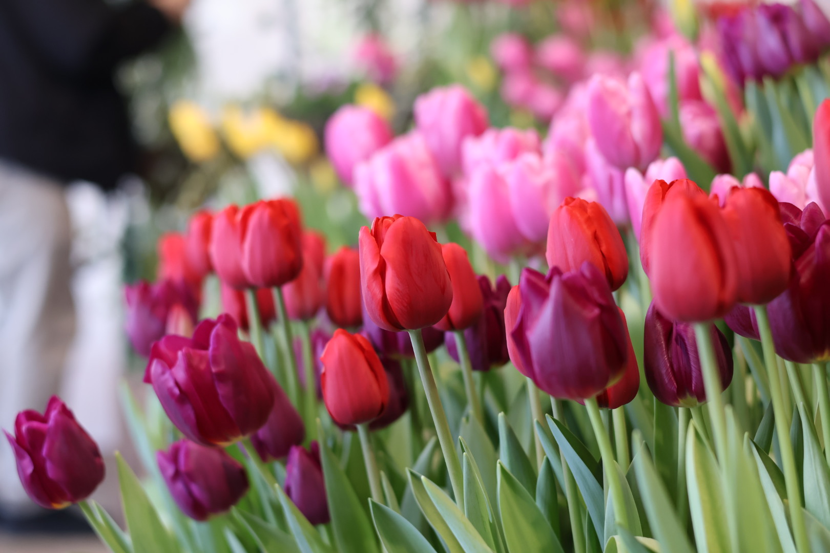 チューリップのポットプレゼント イメージ画像3