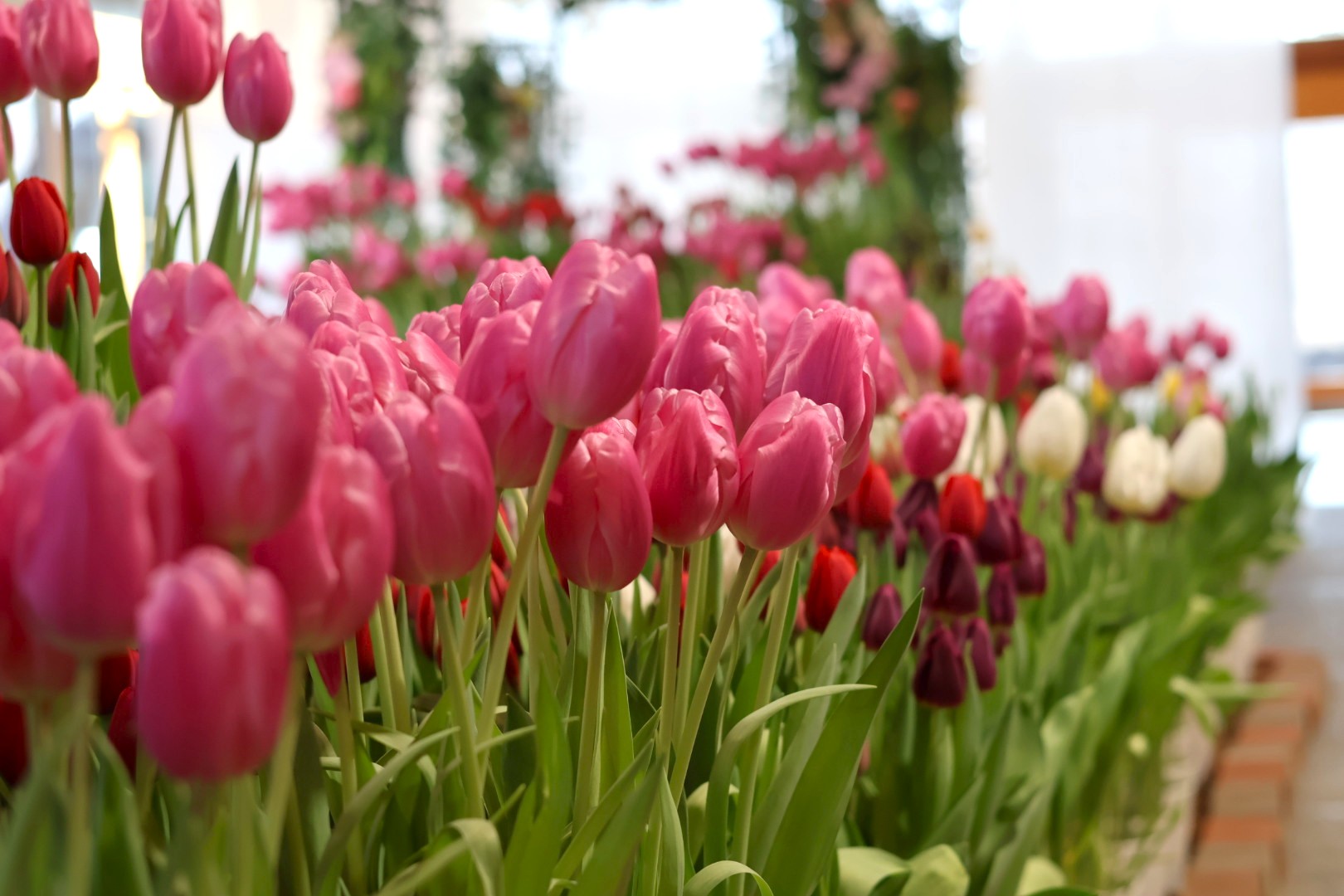 チューリップのポットプレゼント イメージ画像2