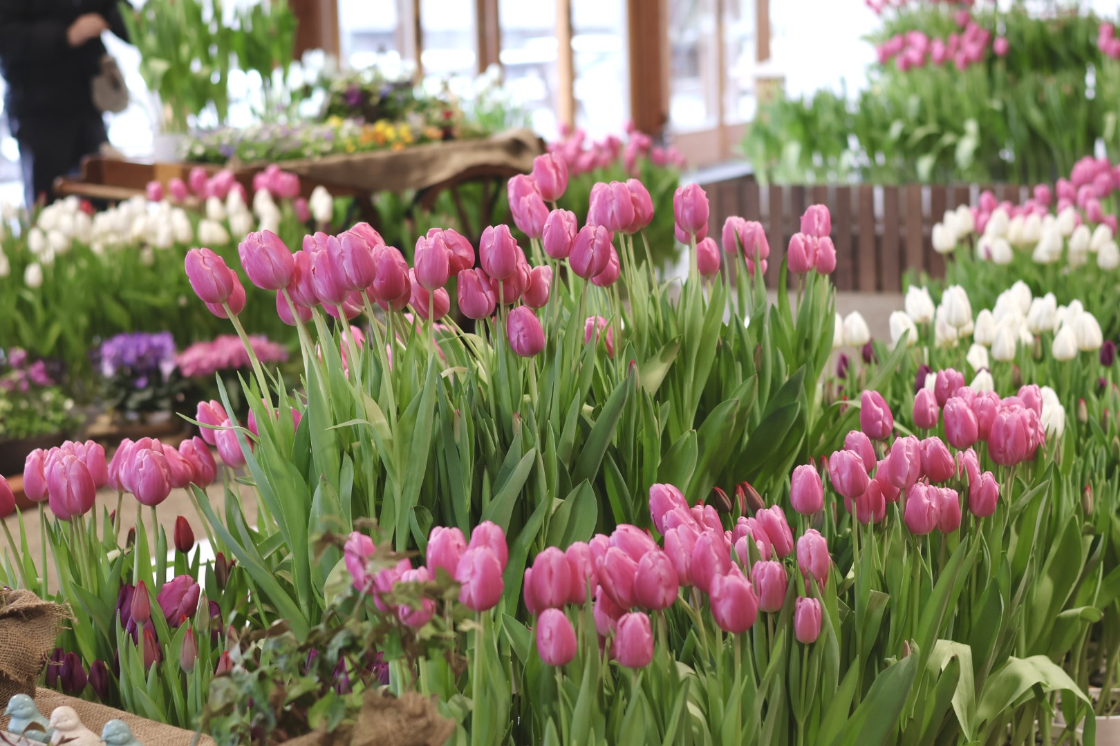 チューリップのポットプレゼント イメージ画像1