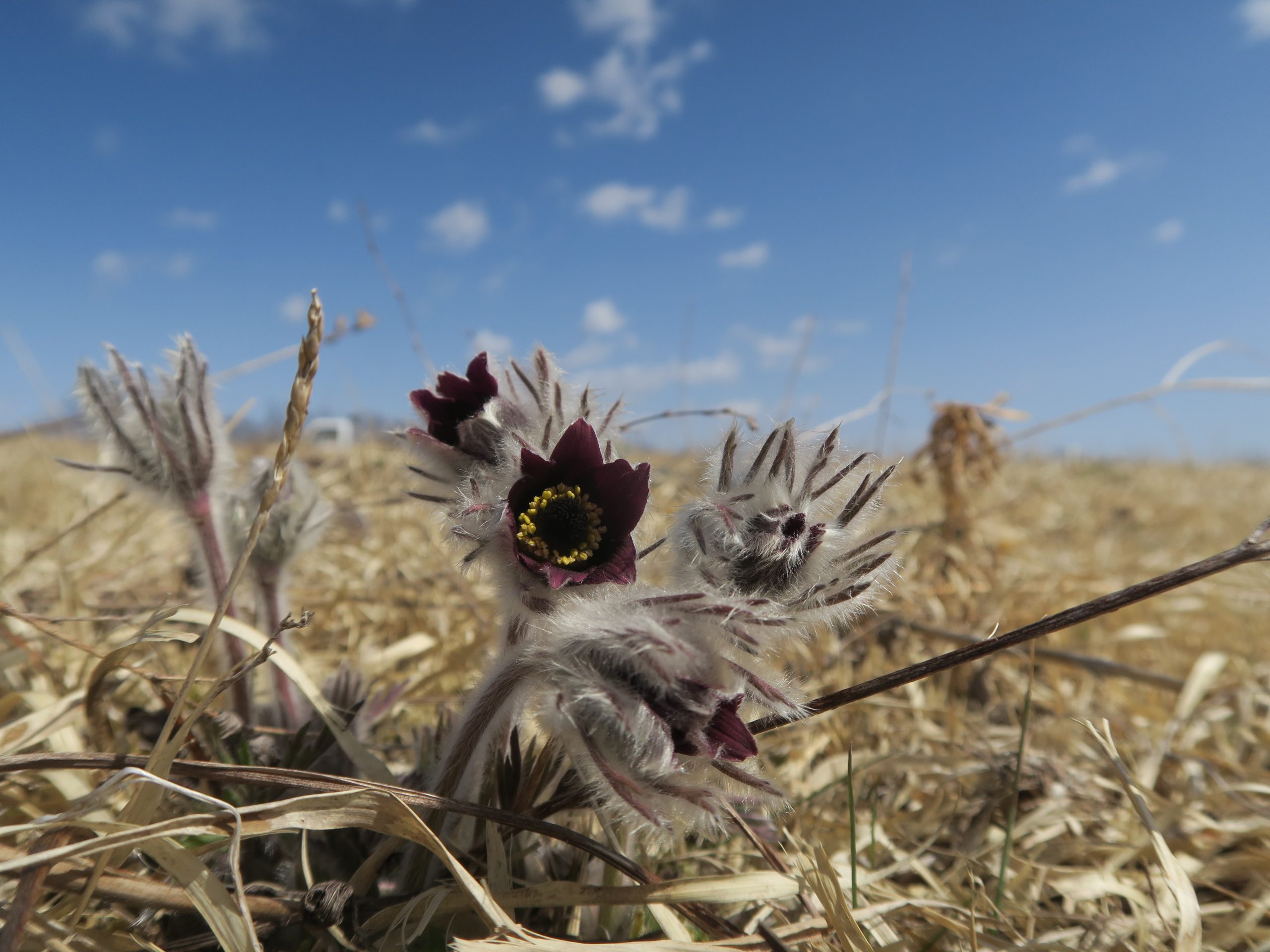 みちのくPARKプチボラ体験「きつねに化かされる花野づくり～オキナグサを守ろう～」 イメージ画像1