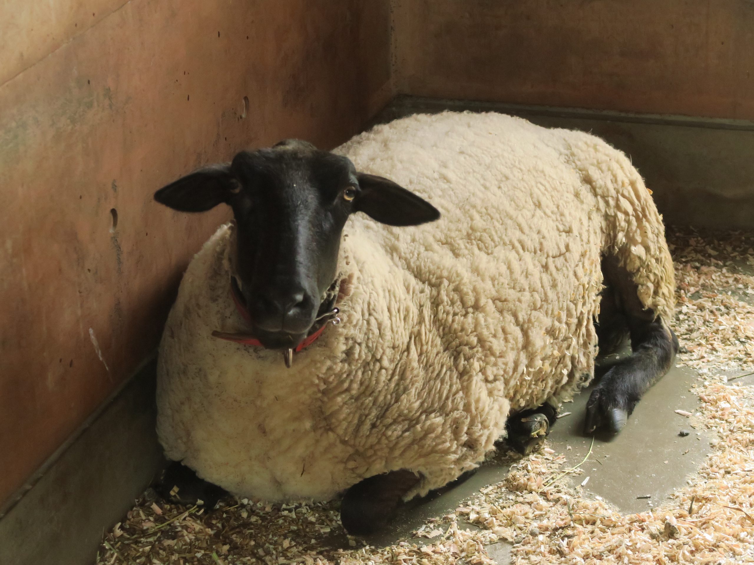 ヒツジの毛刈り＆羊毛洗い体験 イメージ画像1