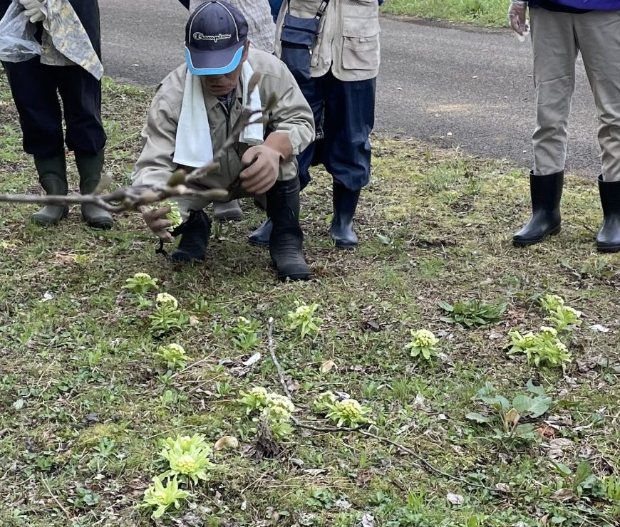 ふるさとの山菜を食べよう ～保存の知恵と調理の工夫～フキノトウの薹（トウ）を食べよう イメージ画像1