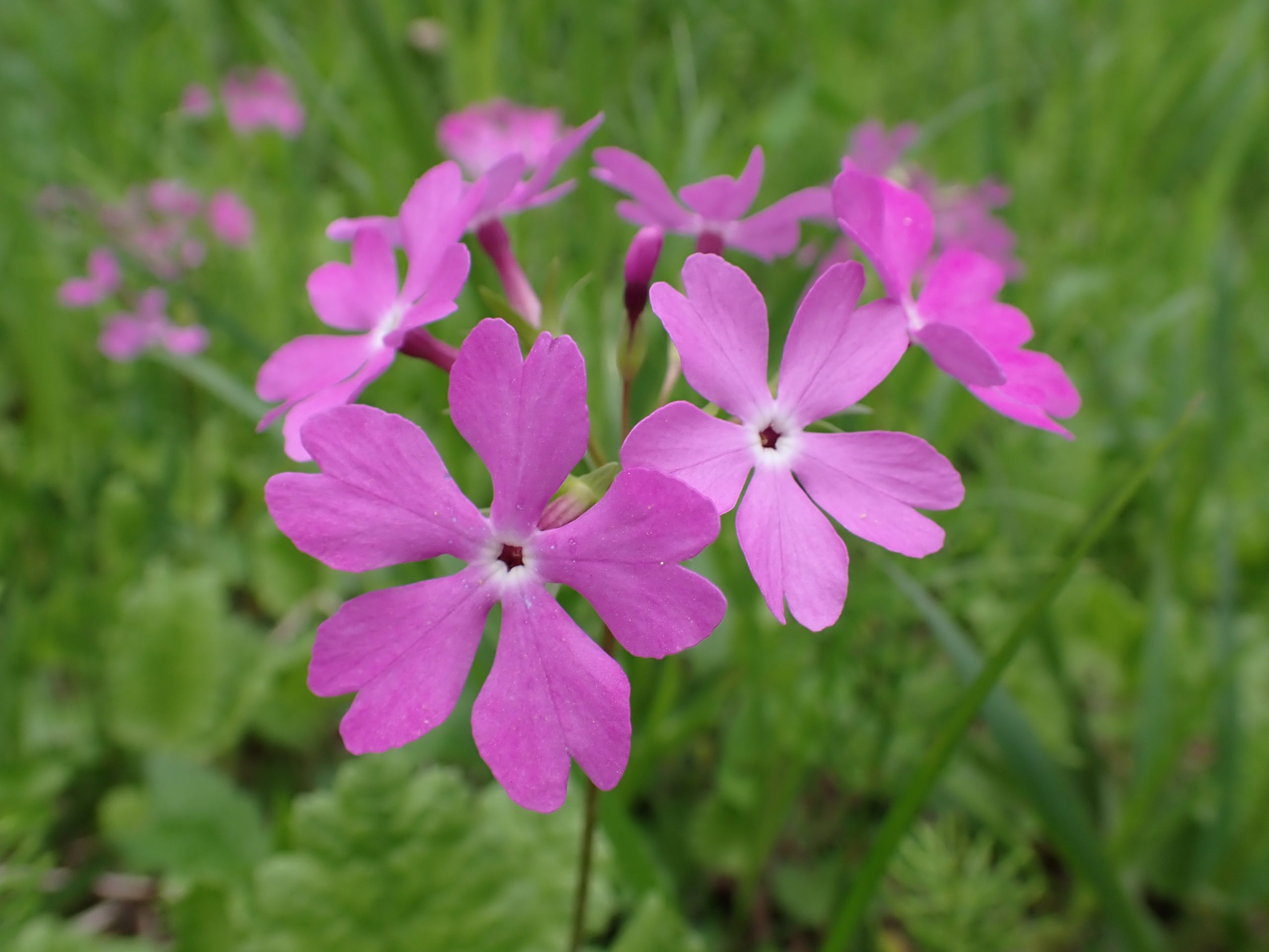 みちのくPARKプチボラ体験「きつねに化かされる花野づくり～サクラソウを守ろう～」 イメージ画像1