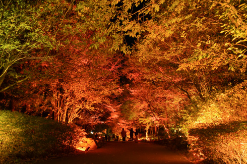 秋灯り イメージ画像