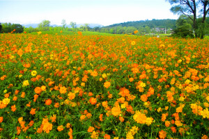 キバナコスモス