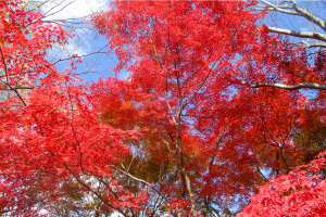 紅葉