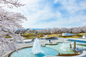 サクラ（ソメイヨシノ）