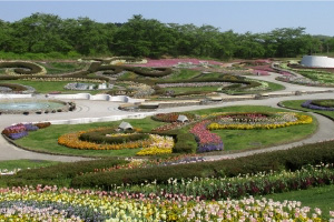 パンジー・ビオラ