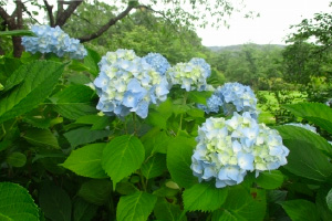 アジサイ