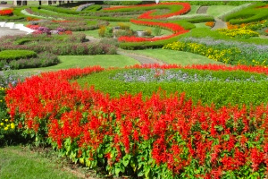 サルビア・マリーゴールドなど